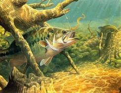 Bass Fishing drawing