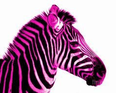 Hot Pink Zebra as a drawing