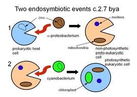 Eukaryotic Plant And Animal Cells drawing