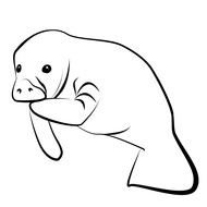 Manatee cat Drawing