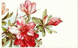 Vintage Flower as a picture for a clipart
