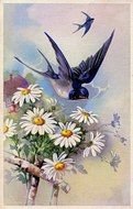 picture of a flying swallow above flowers