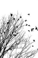 Black And White Tree With Birds drawing