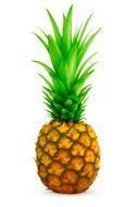 Clip art of Pineapple