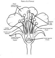 Flower Parts Diagram N2