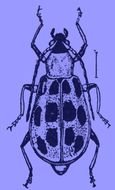 Black And White Beetle Drawing A Of