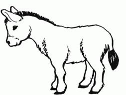small cute Donkey Drawing