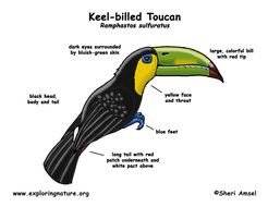 Keel Billed Toucan