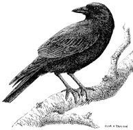 Crow Bird Drawing