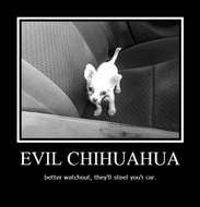 Evil Chihuahua Images N2