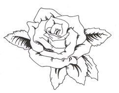 Ä°llustration of Rose Tattoo Drawing Outline