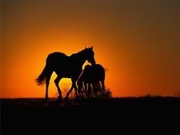 two black silhouettes of horses on the field against the background of a golden sunset