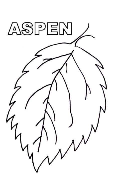 Aspen Leaves Coloring Page