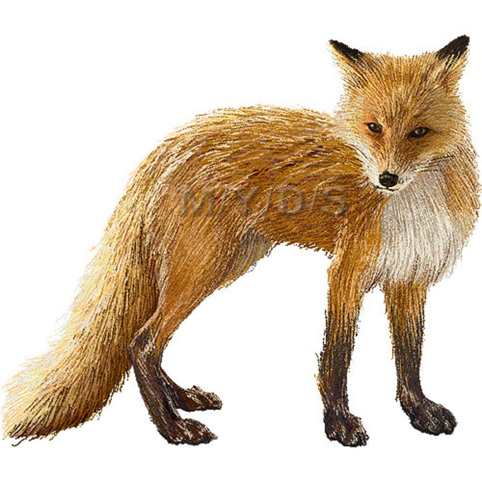 Red Fox Clip Art N29