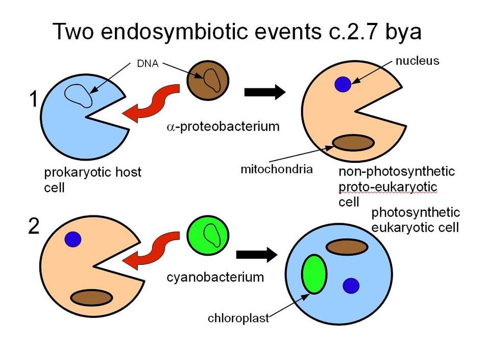 Eukaryotic Plant And Animal Cells drawing