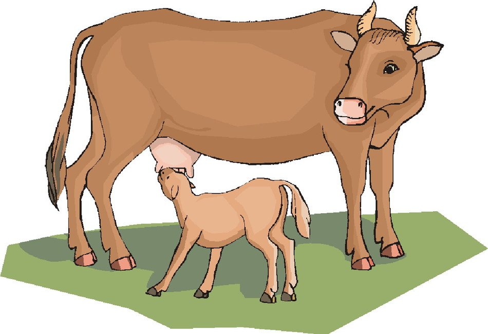 Cow Clip Art N179
