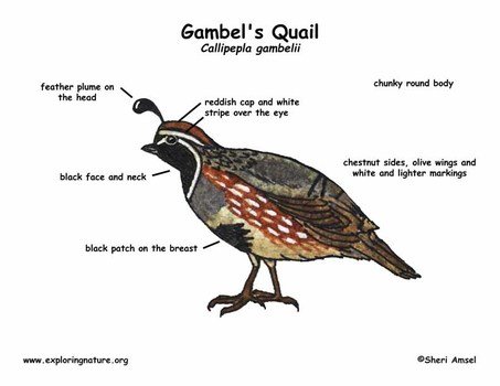 Gambels Quail