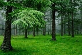 Bright forest with the green trees