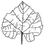 Leaf Coloring Pages N3