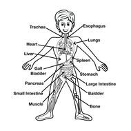 clipart of scheme of human organs