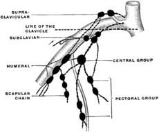 Upper Extremity Lymph Nodes