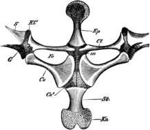 Shoulder Girdle Anatomy N2