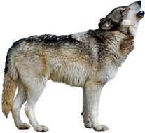 Wolf Clip Art N51