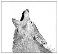 Howling Coyote Drawing