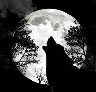 picture of a howling wolf on a background of trees