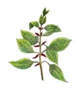 Free Vintage Botanical Clip Art drawing