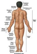 Anatomical Body Landmarks