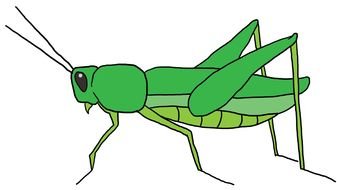Grasshopper Cartoon Drawing