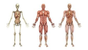 Human Internal Organs With Skeleton
