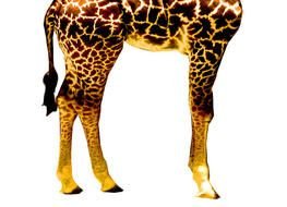 Giraffe Legs