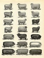 vintage drawing of a farm animals