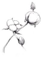 drawn cotton seeds on a book page