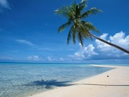 palm tree beach photo