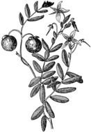 Cranberry Plant as a graphic illustration