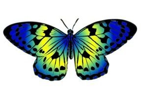 Blue And Yellow Butterfly Clip Art drawing