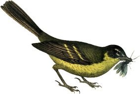 bird with insect in graphic representation