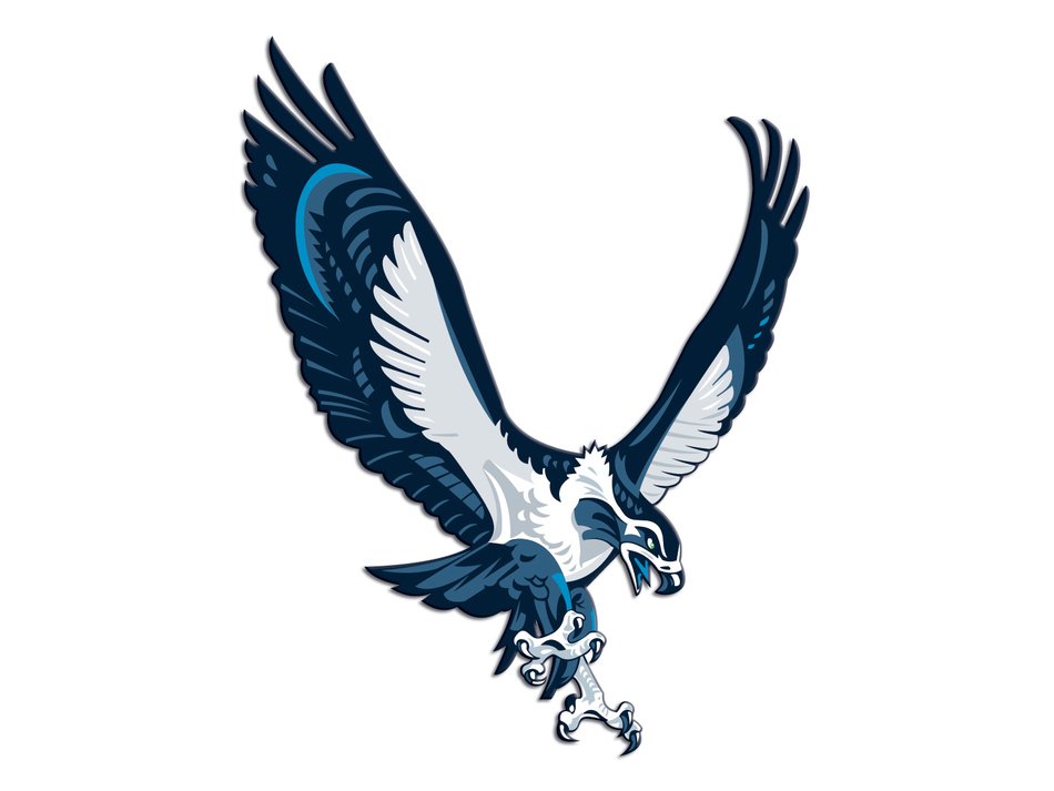 Seahawk Bird