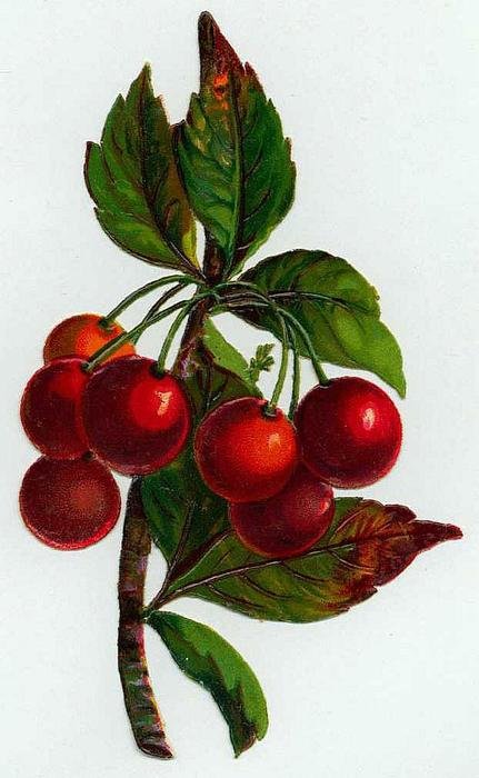 vintage drawing of a cluster of red berries