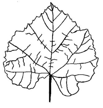 Leaf Coloring Pages N3