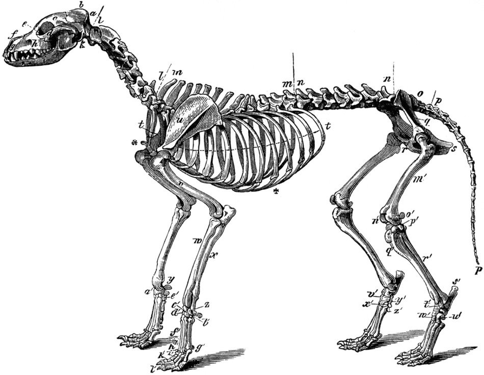 Dog Skeleton, Drawing with marks