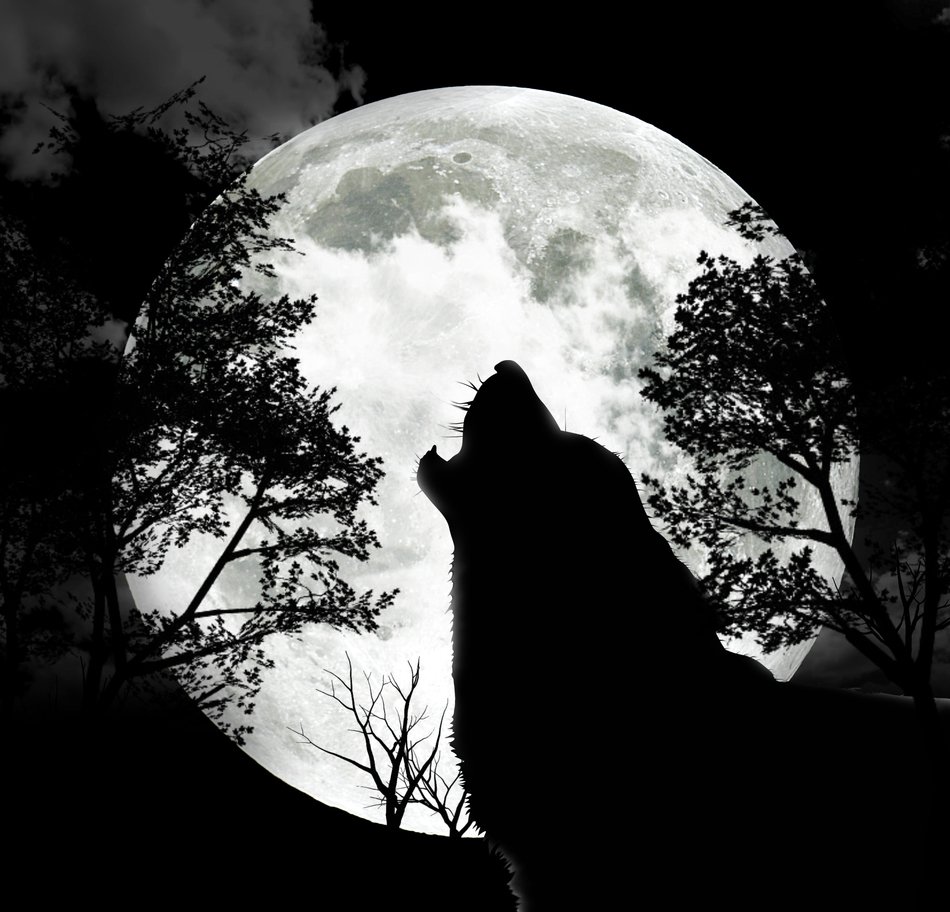 picture of a howling wolf on a background of trees