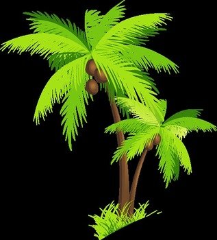 Palm Trees With Coconuts