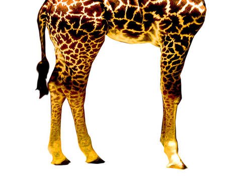Giraffe Legs