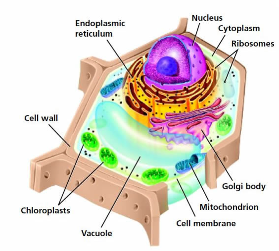 Plant Cell Organelles N2 free image download