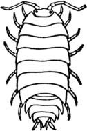 Woodlouse as a graphic image