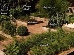 Vegetable green Garden